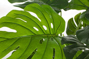 4x Pianta Filodendro C-Vaso 8Foglie H60Cm