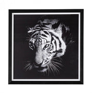 2x Quadro C-C Evidence 105 43X43
