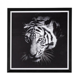 2x Quadro C-C Evidence 105 43X43