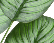 Pianta Calathea in poliestere con vaso D44x31h cm