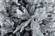 Albero Bernina Innevato H210-3144Rami
